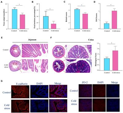 Cold stress induces colitis-like phenotypes in mice by altering gut microbiota and metabolites